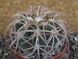 Gymnocalycium spegazzinii punillaense Tom 06-81/1 El Obelisco, pot 6,5 cm