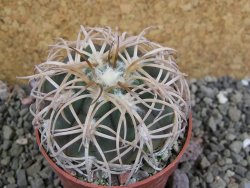 Gymnocalycium spegazzinii punillaense Tom 06-81/1 El Obelisco, pot 6,5 cm - 12402489