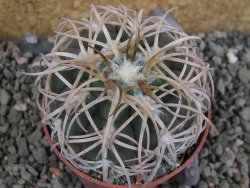 Gymnocalycium spegazzinii punillaense Tom 06-81/1 El Obelisco, pot 6,5 cm - 12402490