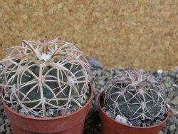 Gymnocalycium spegazzinii punillaense Tom 06-81/1 El Obelisco, pot 6,5 cm - 12402491