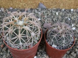 Gymnocalycium spegazzinii punillaense Tom 06-81/1 El Obelisco, pot 6,5 cm - 12402492