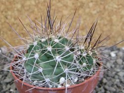 Echinocereus triglochidiatus Santa Fe, pot 6,5 cm