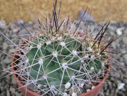 Echinocereus triglochidiatus Santa Fe, pot 6,5 cm - 12402494