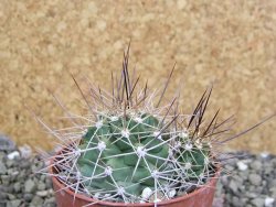 Echinocereus triglochidiatus Santa Fe, pot 6,5 cm - 12402495