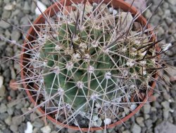 Echinocereus triglochidiatus Santa Fe, pot 6,5 cm - 12402496