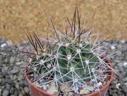 Echinocereus triglochidiatus Santa Fe, pot 6,5 cm - 12402497