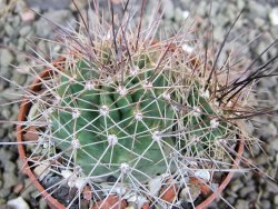 Echinocereus triglochidiatus Santa Fe, pot 6,5 cm - 12402499