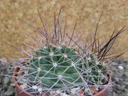 Echinocereus triglochidiatus Santa Fe, pot 6,5 cm - 12402500