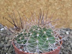 Echinocereus triglochidiatus Santa Fe, pot 6,5 cm - 12402501