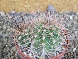 Echinocereus triglochidiatus Santa Fe, pot 6,5 cm - 12402502