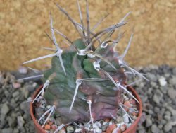 Echinocereus triglochidiatus HK 374 Rio Puerco, pot 6,5 cm