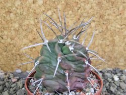 Echinocereus triglochidiatus HK 374 Rio Puerco, pot 6,5 cm - 12402504