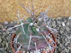 Echinocereus triglochidiatus HK 374 Rio Puerco, pot 6,5 cm - 12402505