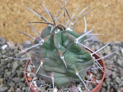 Echinocereus triglochidiatus HK 374 Rio Puerco, pot 6,5 cm - 12402506