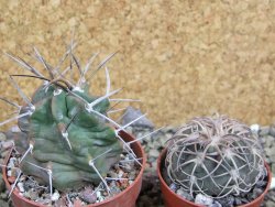 Echinocereus triglochidiatus HK 374 Rio Puerco, pot 6,5 cm - 12402507