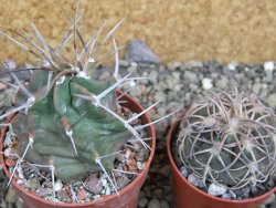 Echinocereus triglochidiatus HK 374 Rio Puerco, pot 6,5 cm - 12402508