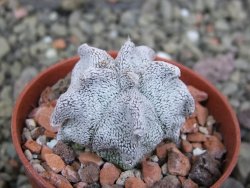 Asrophytum coahuilense Hakuran pot 5,5 cm - 12402509