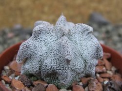 Asrophytum coahuilense Hakuran pot 5,5 cm