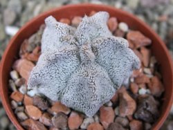 Asrophytum coahuilense Hakuran pot 5,5 cm - 12402511
