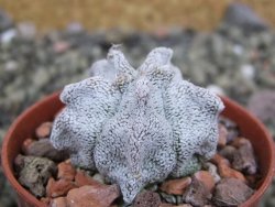 Asrophytum coahuilense Hakuran pot 5,5 cm - 12402513