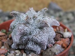 Asrophytum coahuilense Hakuran pot 5,5 cm