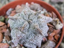 Asrophytum coahuilense Hakuran pot 5,5 cm - 12402517