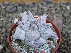 Asrophytum coahuilense Hakuran, pot 5,5 cm - 12402520