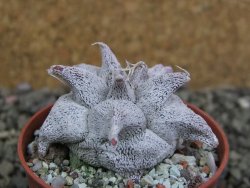 Asrophytum coahuilense Hakuran, pot 5,5 cm - 12402521