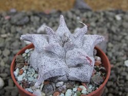 Asrophytum coahuilense Hakuran, pot 5,5 cm - 12402523