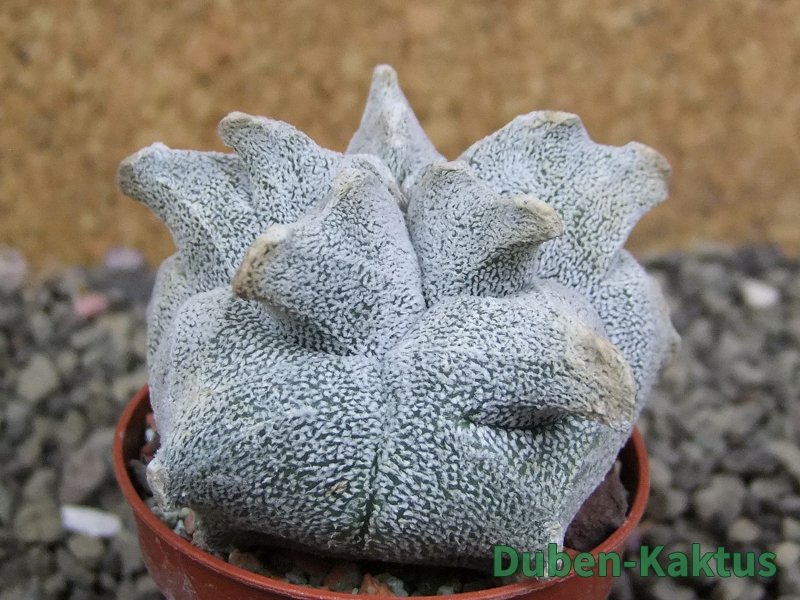 Asrophytum coahuilense Hakuran, pot 5,5 cm