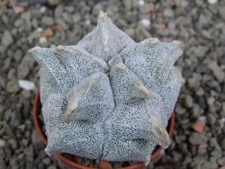 Asrophytum coahuilense Hakuran, pot 5,5 cm - 12402527