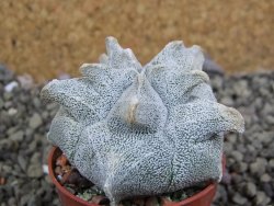 Asrophytum coahuilense Hakuran, pot 5,5 cm - 12402529