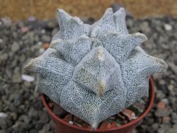 Asrophytum coahuilense Hakuran, pot 5,5 cm - 12402531