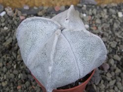 Astrophytum coahuilense quadricostatum, pot 5,5 cm - 12402534