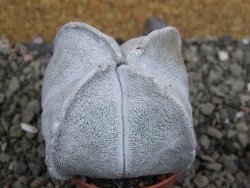 Astrophytum coahuilense quadricostatum, pot 5,5 cm - 12402536