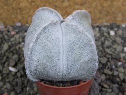 Astrophytum coahuilense quadricostatum, pot 5,5 cm