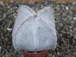 Astrophytum coahuilense quadricostatum, pot 5,5 cm - 12402538