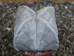 Astrophytum coahuilense quadricostatum, pot 5,5 cm