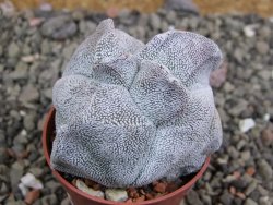 Asrophytum coahuilense Hakuran tricostatum pot 5,5 cm