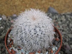 Echinocereus reichenbachii albispinus x bayleyi pot 6,5 cm - 12402551