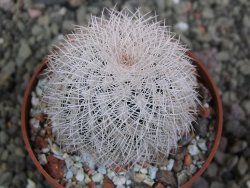 Echinocereus reichenbachii albispinus x bayleyi pot 6,5 cm