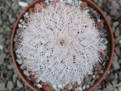 Echinocereus reichenbachii albispinus x bayleyi pot 6,5 cm - 12402553