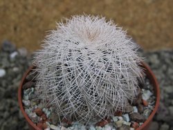 Echinocereus reichenbachii albispinus x bayleyi pot 6,5 cm - 12402554