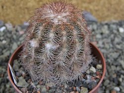 Echinocereus purpureus hybrid pot 6,5 cm