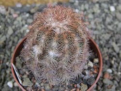 Echinocereus purpureus hybrid pot 6,5 cm - 12402556