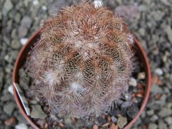 Echinocereus purpureus hybrid pot 6,5 cm - 12402557