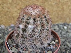 Echinocereus purpureus hybrid pot 6,5 cm - 12402558