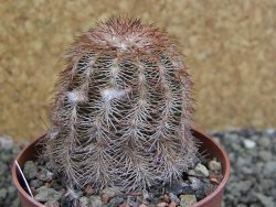 Echinocereus purpureus hybrid pot 6,5 cm - 12402559