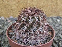 Echinocereus purpureus hybrid pot 6,5 cm - 12402560