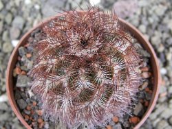 Echinocereus purpureus hybrid pot 6,5 cm - 12402562